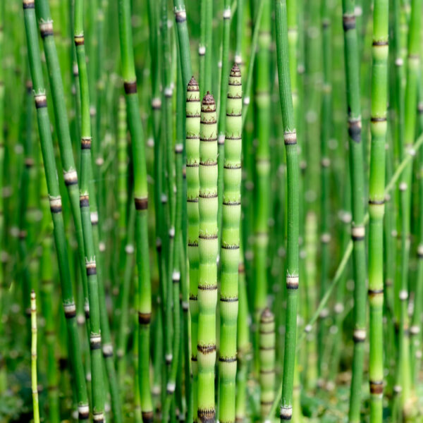 Equisetum hyemale