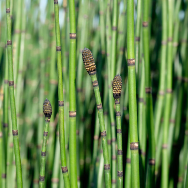 Equisetum hyemale Japonicum