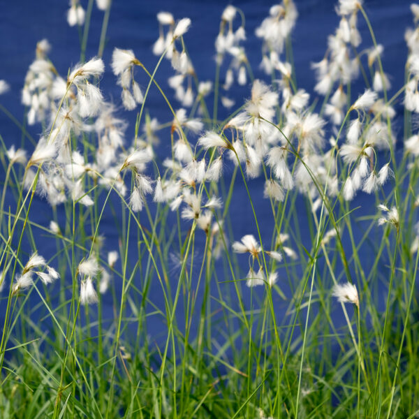 Eriophorum latifolium