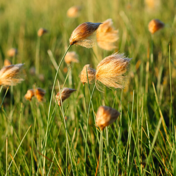 Eriophorum chamissonis