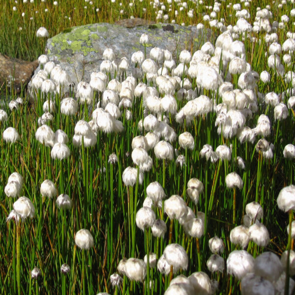 Eriophorum scheuchzeri