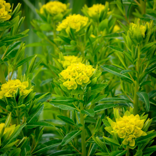 Euphorbia palustris