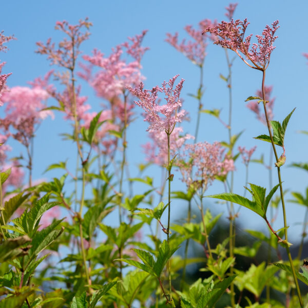 Filipendula rubra Venusta