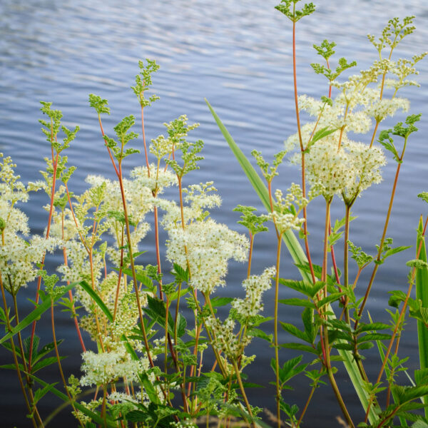 Filipendula ulmaria