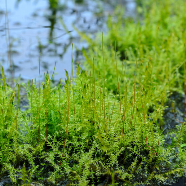 Fontinalis antipyretica