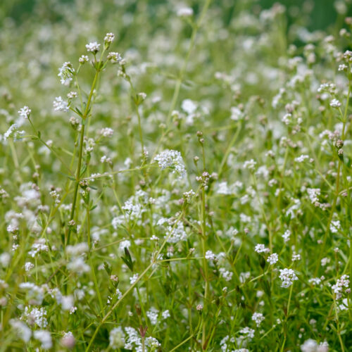 Galium palustre