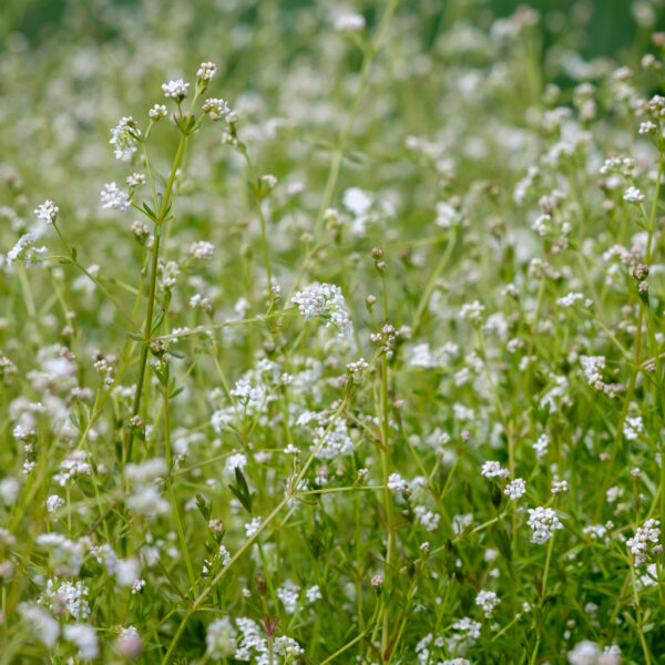Galium palustre