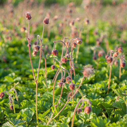Geum rivale