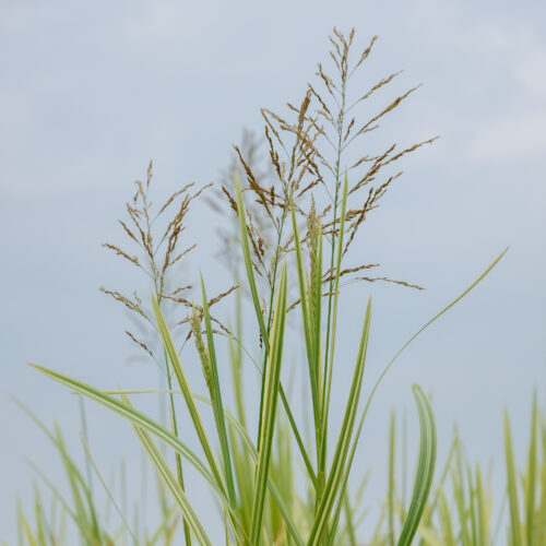 Glyceria maxima Variegata