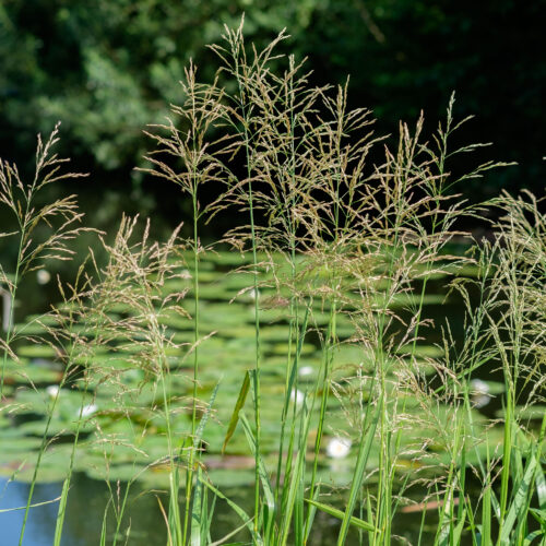 Glyceria maxima