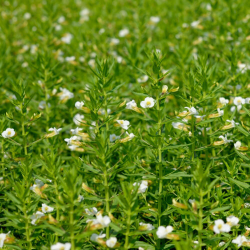 Gratiola officinalis