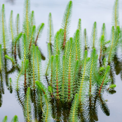 Hippuris vulgaris