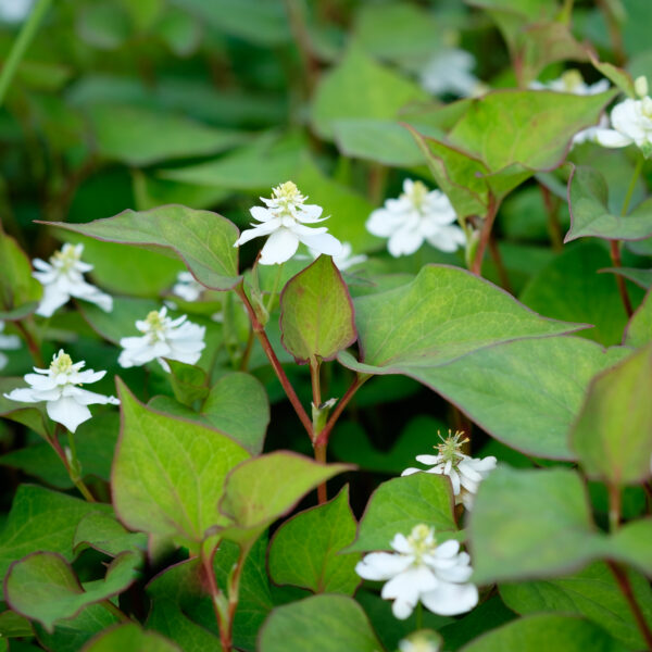Houttuynia cordata Plena