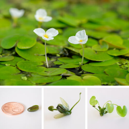 Hydrocharis morsus-ranae