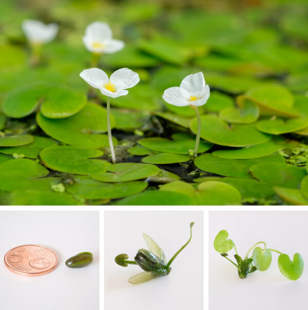 Hydrocharis morsus-ranae