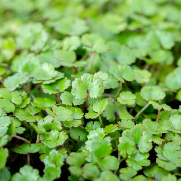 Hydrocotyle novae-zealandiae