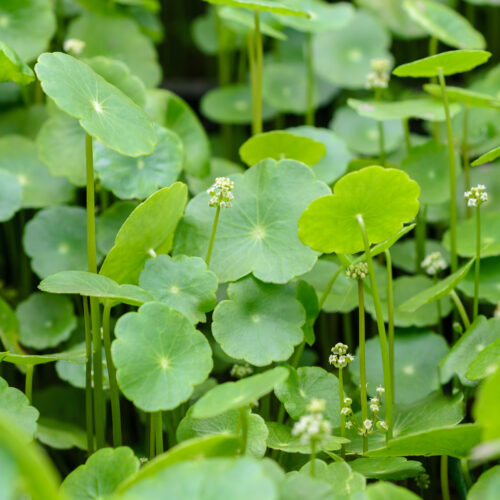 Hydrocotyle vulgaris