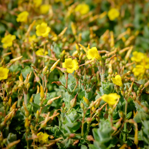 Hypericum elodes