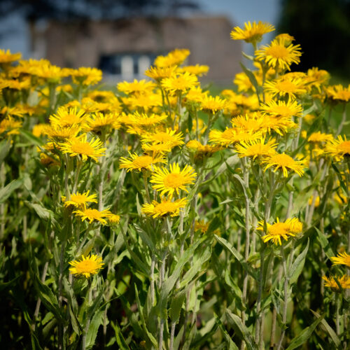 Inula britannica