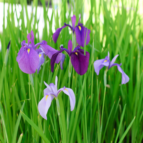 Iris ensata