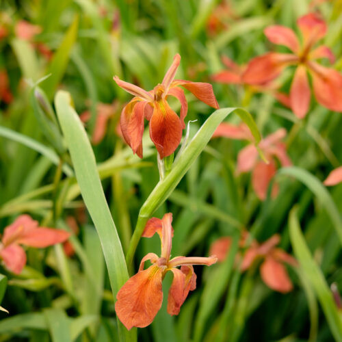 Iris fulva