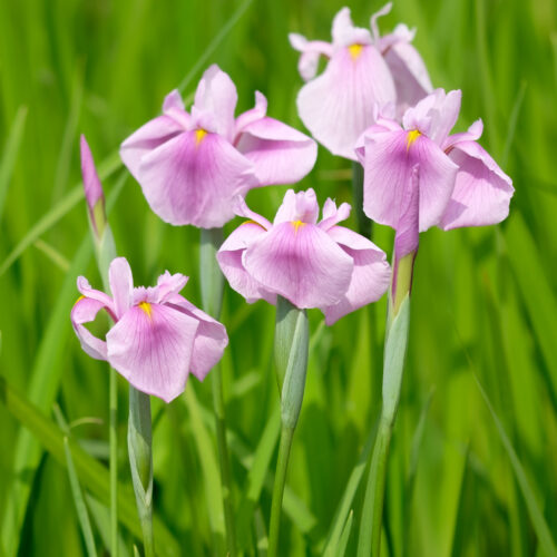 Iris laevigata Rose Queen