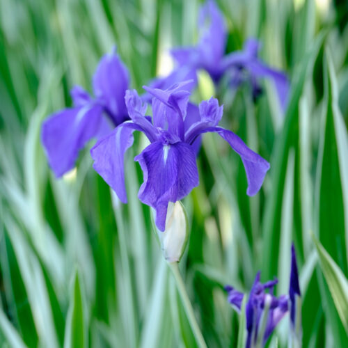 Iris laevigata Variegata