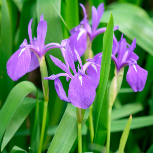 Iris laevigata