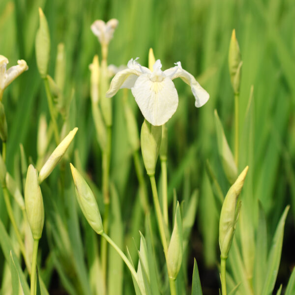 Iris pseudacorus Alba