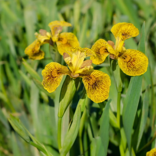 Iris pseudacorus Berlin Tiger