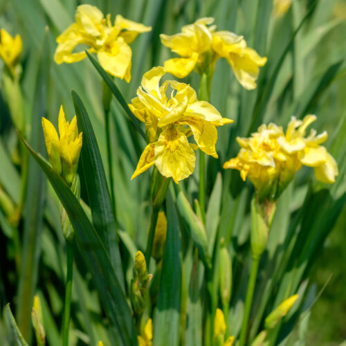 Iris pseudacorus Flore Pleno