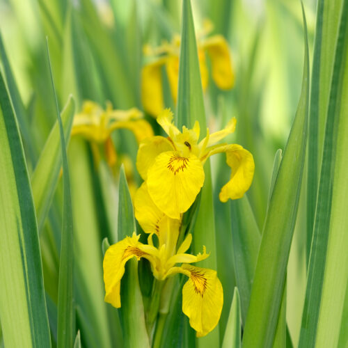 Iris pseudacorus Variegata