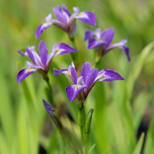 Iris versicolor Dark Aura