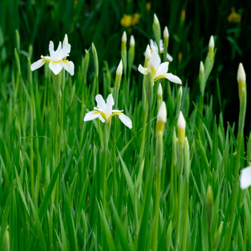 Iris sibirica Snow Queen
