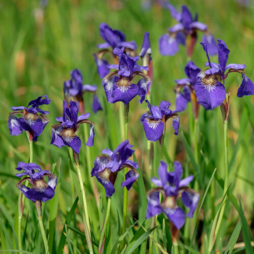 Iris sibirica