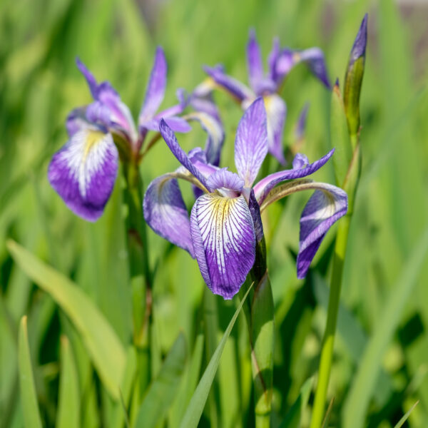 Iris Gerald Darby
