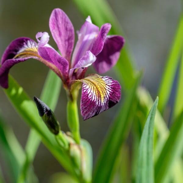 Iris versicolor Kermesina
