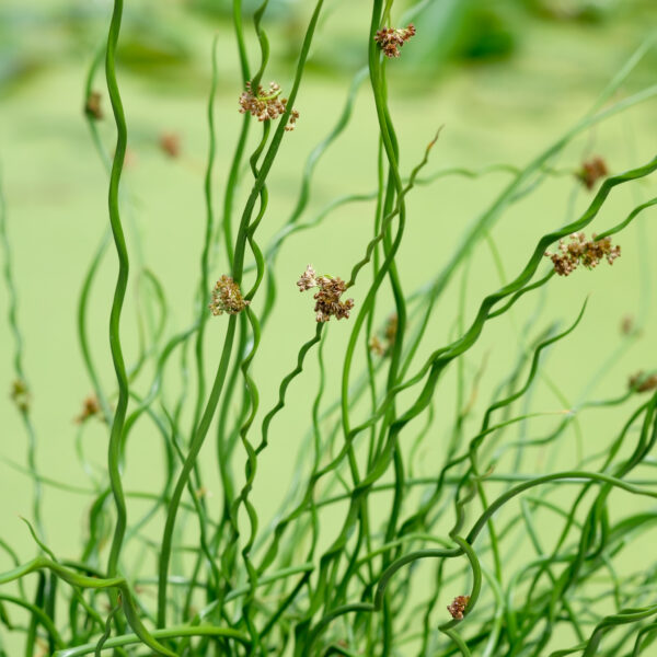 Juncus effusus Spiralis
