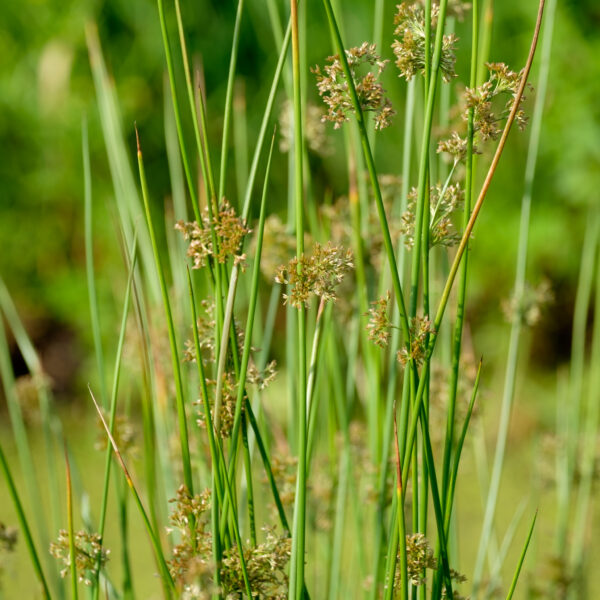 Juncus effusus