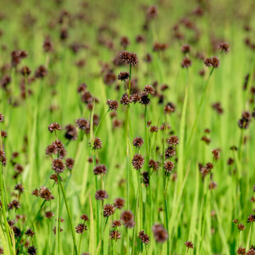 Juncus ensifolius