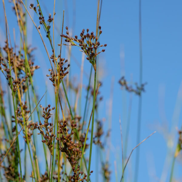 Juncus inflexus