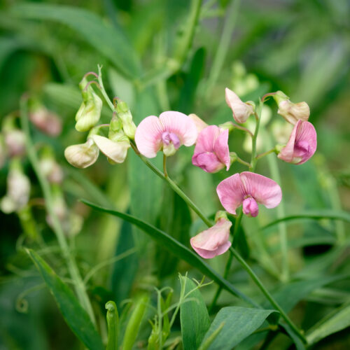 Lathyrus palustris