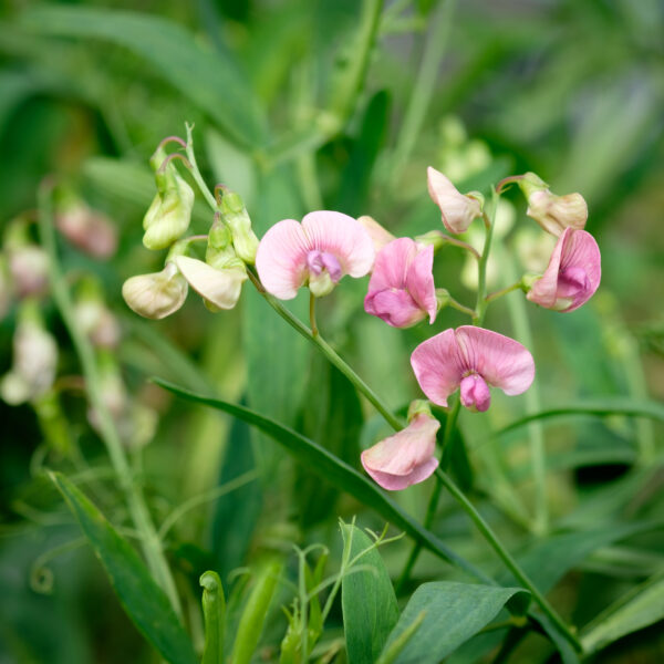 Lathyrus palustris