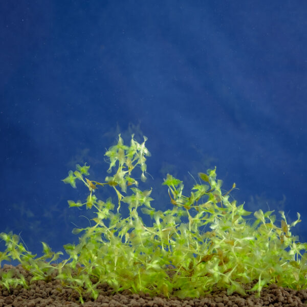 Lemna trisulca