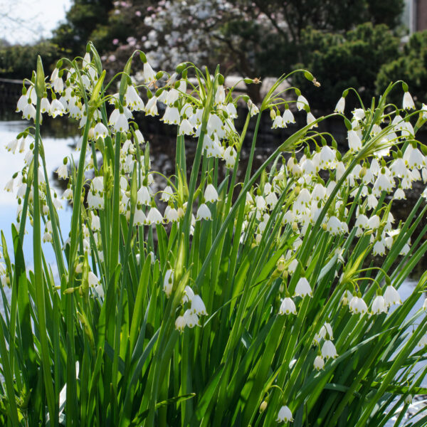 Leucojum aestivum