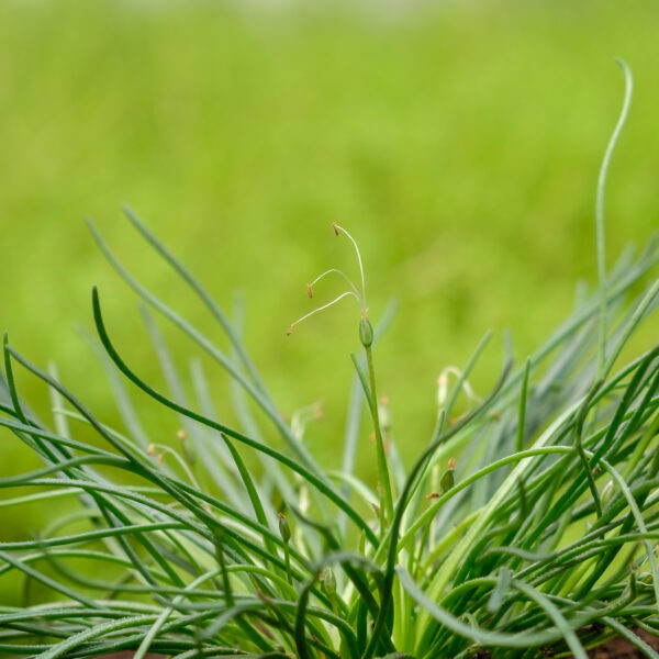 Littorella uniflora