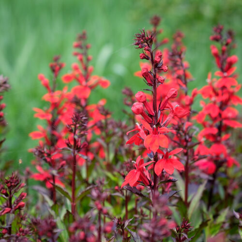 Lobelia cardinalis
