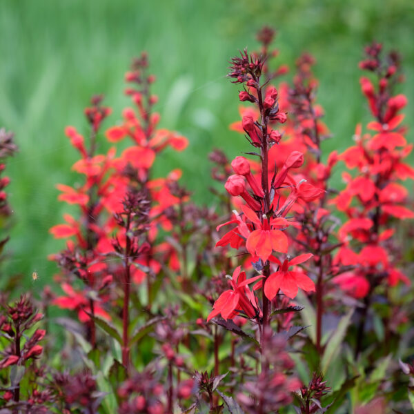 Lobelia cardinalis