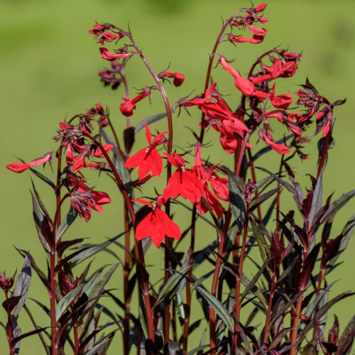 Lobelia Queen Victoria