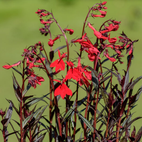 Lobelia Queen Victoria